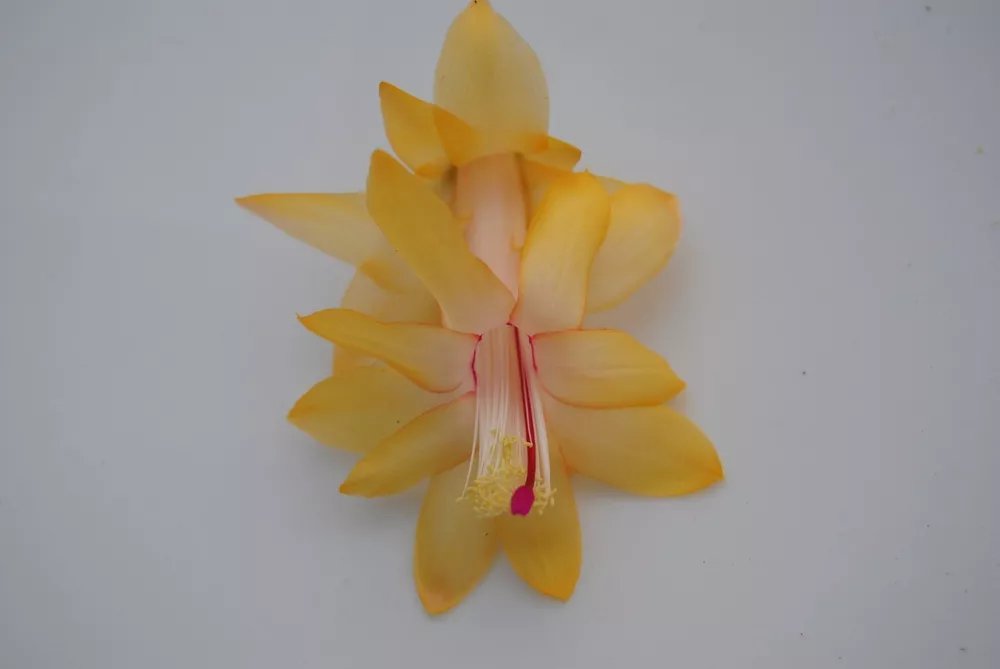 Christmas Cactus Starter Plant Honolulu Sun Schlumbergera Truncata