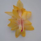 Christmas Cactus Starter Plant Honolulu Sun Schlumbergera Truncata