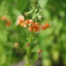 50 Seeds Shell PINK MASK FLOWER Alonsoa Meridionalis Flower