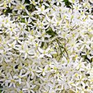 20 Seeds SWEET AUTUMN CLEMATIS Paniculata Fragrant Flower Vine