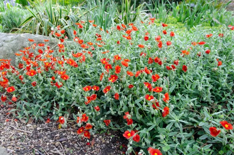 20 Seeds SCARLET GLOBEMALLOW Sphaeralcea Coccinea Cowboy's Delight Red Flower
