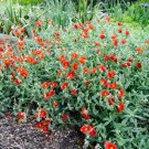 20 Seeds SCARLET GLOBEMALLOW Sphaeralcea Coccinea Cowboy's Delight Red Flower