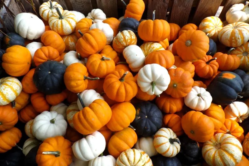 20 Seeds MINI MIX PUMPKIN Miniature Cucurbita Pepo White Green Orange Stripe Veg