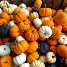 20 Seeds MINI MIX PUMPKIN Miniature Cucurbita Pepo White Green Orange Stripe Veg