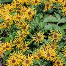 300 Seeds SWEET CONEFLOWER Rudbeckia Subtomentosa Yellow Black Eyed Susan Flower