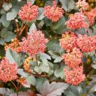 50 Seeds PACIFIC NINEBARK Physocarpus Capitatus Western Native Flower Shrub