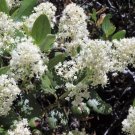 20 Seeds White SNOWBRUSH Ceanothus Velutinus Mountain Balm Buckbrush Flower Shrub