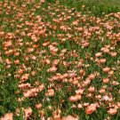 50 Seeds SALMON FLAX Linum Grandiflorum 1"" Salmon Pink Flower with Red Eyes