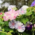40 Seeds CARNEVALE di VENEZIA MORNING GLORY Ipomoea Purpurea Striped Flower Vine