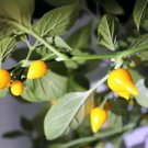25 Seeds YELLOW BIQUINHO PEPPER Brazilian Capsicum Chinense Chile Sweety Drop