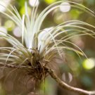 10 Seeds GIANT AIR PLANT Tillandsia Utriculata Bromeliad Sun Shade