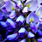 5 Seeds BLUE CHINESE WISTERIA Sinensis Ornamental Vine Blue Violet Purple Flower