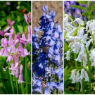 10 Seeds Mixed WOOD HYACINTH English Woodland Spanish Bluebell Scilla Flower