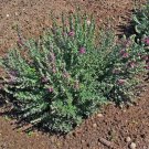 20 Seeds CAT THYME Teucrium Marum Kitty Crack Mediterranean Germander Flower Herb