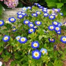 40 Seeds Dwarf BLUE FLASH MORNING GLORY Convolvulus Tricolor Violet Flower Vine