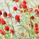 50 Seeds STRAWBERRY FIELDS GOMPHRENA Haageana Globe Amaranth Scarlet Red Flower