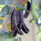20 Seeds CAROB Saint John's Bread Ceratonia Siliqua Edible Fruit Pods
