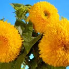 100 Seeds Double DWARF SUNGOLD SUNFLOWER Helianthus Yellow Teddy Bear Flower