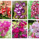 100 Seeds SENSATION MIX PENSTEMON Hartwegii Beardtongue Mixed Colors Flower