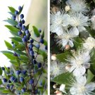 20 Seeds TRUE MYRTLE Myrtus Communis White Flower Edible Blue Berry Fruit Shrub