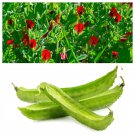 50 Seeds ASPARAGUS PEA Winged Pea Lotus Tetragonolobus Red Flower Vegetable