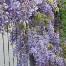 5 Seeds JAPANESE WISTERIA Floribunda Flower Purple Ornamental Vine Climber