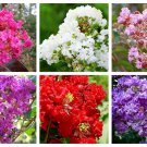 1000 Seeds Bulk CREPE MYRTLE Mixed Colors-lagerstroemia Indica Shrub Flower