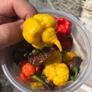 10 Seeds Yellow CAROLINA REAPER PEPPER World's Hottest Capsicum Chinense Chili