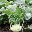 2000 Seeds WHITE VIENNA KOHLRABI Brassica Olercacea Vegetable
