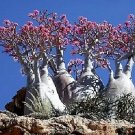10 Seeds Mixed DESERT ROSE ADENIUM Obesum African Flower