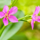 150 Seeds FAME FLOWER Jewels of Opar Talinum Paniculatum Portulaca Patens Vegetab
