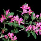 50 Seeds Tatarian Asian HONEYSUCKLE Lonicera Tatarica Pink Flower Shrub Bush