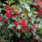 40 Seeds ENGLISH HOLLY Ilex Aquifolium aka European Common Holly Shrub