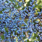 50 Seeds BLUE ELDERBERRY Sambucus Caerulea Arizona Elder Shrub Fruit Berry