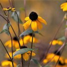 50 Seeds OZARK GOLD CONEFLOWER Echinacea Paradoxa Yellow Bushs Coneflower Flower