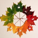 25 Seeds SUGAR MAPLE SYRUP Native Rock Fall Color Acer Saccharum