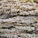 100 Seeds Organic PEPPERMINT QUINOA Grain Chenopodium Quinoa White Green White