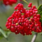 100 Seeds RED ELDERBERRY Sambucus Racemosa Mountain Elder Shrub Fruit Berry