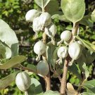 10 Seeds AMERICAN SILVERBERRY Wolf Willow Elaeagnus Commutata Berry Fruit Shrub