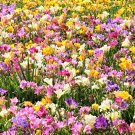 5 Seeds ROYAL CHAMPION MIX FREESIA Mixed Colors Pink Blue Purple Yellow Flower
