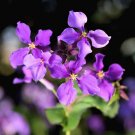 500 Seeds Purple FEBRUARY ORCHID Violet Cress Orychophragmus Flower Vegetable