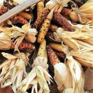 50 Seeds INDIAN MINI MIX CORN Miniature 4"" Ears Ornamental Vegetable