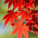 10 Seeds RED JAPANESE MAPLE Bloodgood Ornamental Acer Palmatum