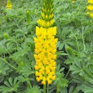 50 Seeds GOLDEN LUPINE Lupinus Densiflorus Yellow Hummingbird Flower