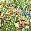20 Seeds HIMALAYAN DOGWOOD STRAWBERRY White & Pink Flower Red Fruit