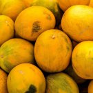 25 Seeds KOLKHOZNITSA MELON Collective Farm Woman Cucumis Melo Russian Fruit