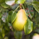 25 Seeds EUROPEAN PEAR Pyrus Communis Fruit  White Flowers Green Fruit