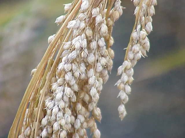 200 Seeds PROSO MILLET White Common Panicum Miliaceum Ornamental Grass Vegetable