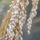 200 Seeds PROSO MILLET White Common Panicum Miliaceum Ornamental Grass Vegetable
