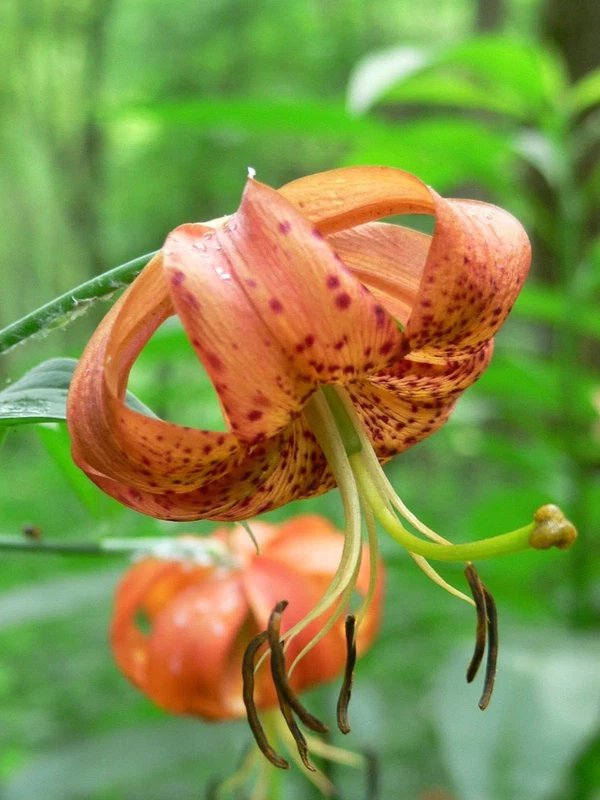 20 Seeds Orange TURKS CAP Tiger LILY Lilium Superbum Flower